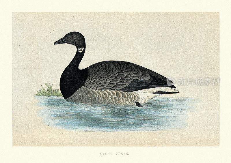 brant或brent goose (Branta bernicla)，野生鸟类艺术版画